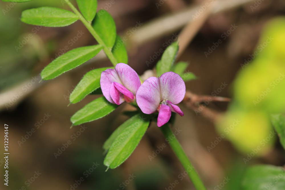 canavalia rosea pink flower macro canavalia rosea pink flower macro