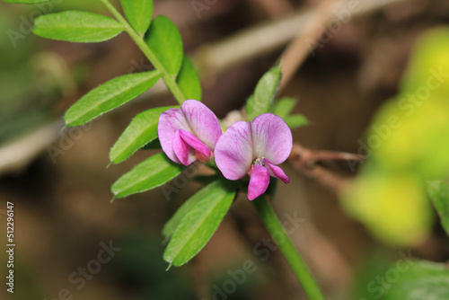 canavalia rosea pink flower macro