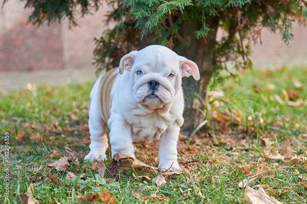 Funny english bulldog puppy with folds Funny english bulldog puppy with folds