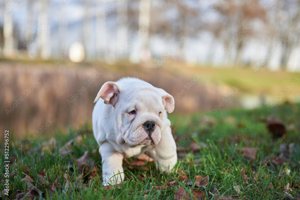 Portrait of a cute English Bulldog puppy Portrait of a cute English Bulldog puppy