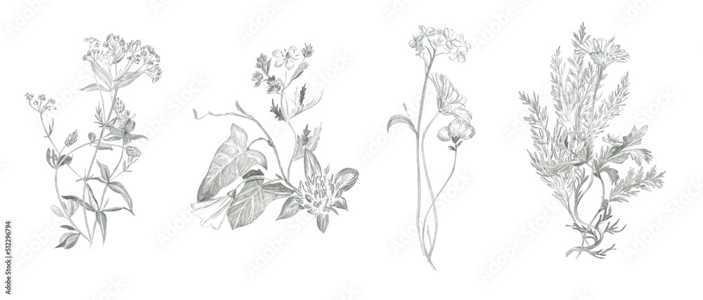 Fototapeta premium Bouquets of field plants drawn in pencil