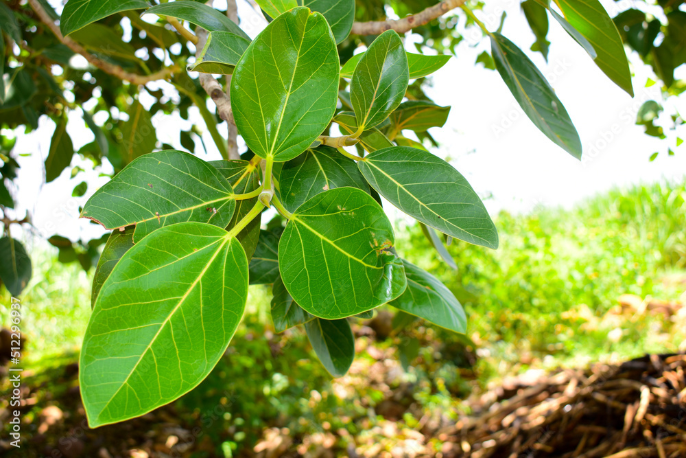 Ficus benghalensis, Banyan plant green leaf. Ficus benghalensis, Banyan plant green leaf.