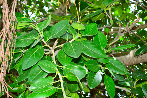 Wallpaper Mural Ficus benghalensis, Banyan plant green leaf. Torontodigital.ca