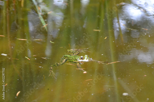 Lake or Pool Frog (Pelophylax lessonae), Marsh frog (Pelophylax ridibundus), edible frog (Pelophylax esculentus) swimming in the pond. © PaulSat