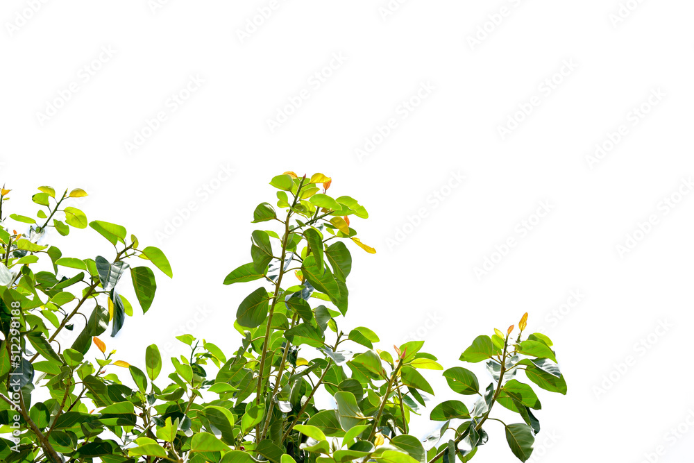 Ficus benghalensis, Banyan plant green leaf.