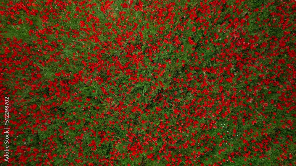 Aerial shot of a large vibrant poppy field