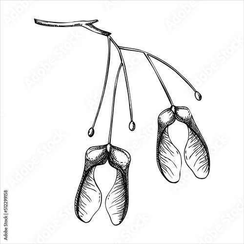 Decorative autumn leaf sketch. Maple tree seeds sketch. Hand drawn botanical element in sketched style. Fall leaves illustrations.  For Thanksgiving day design.