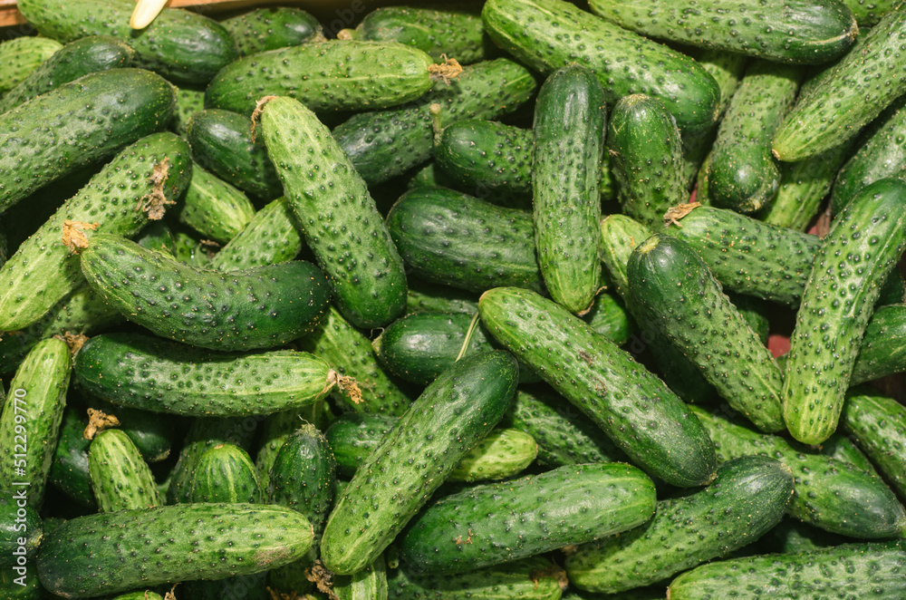 Vegetables from the bazaar, fresh without GMO Vegetables from the bazaar, fresh without GMO