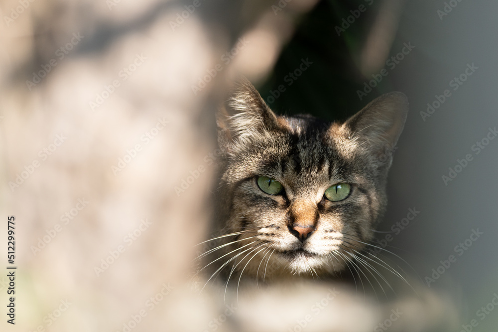 見つめる猫 キジトラ猫 見つめる猫 キジトラ猫