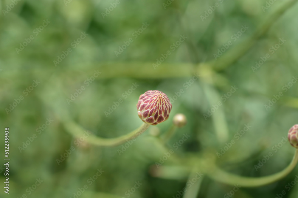 Bristly Yellow Cephalaria Bristly Yellow Cephalaria