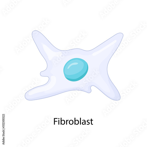 fibroblast, dermis, endoplasmic, reticulum, skin, structure, anatomy, apparatus, biology, body, care, cell, collagen, cross, cytokines, cytoplasm, dermatology, diagram, disease, elasticity, elastin, e photo