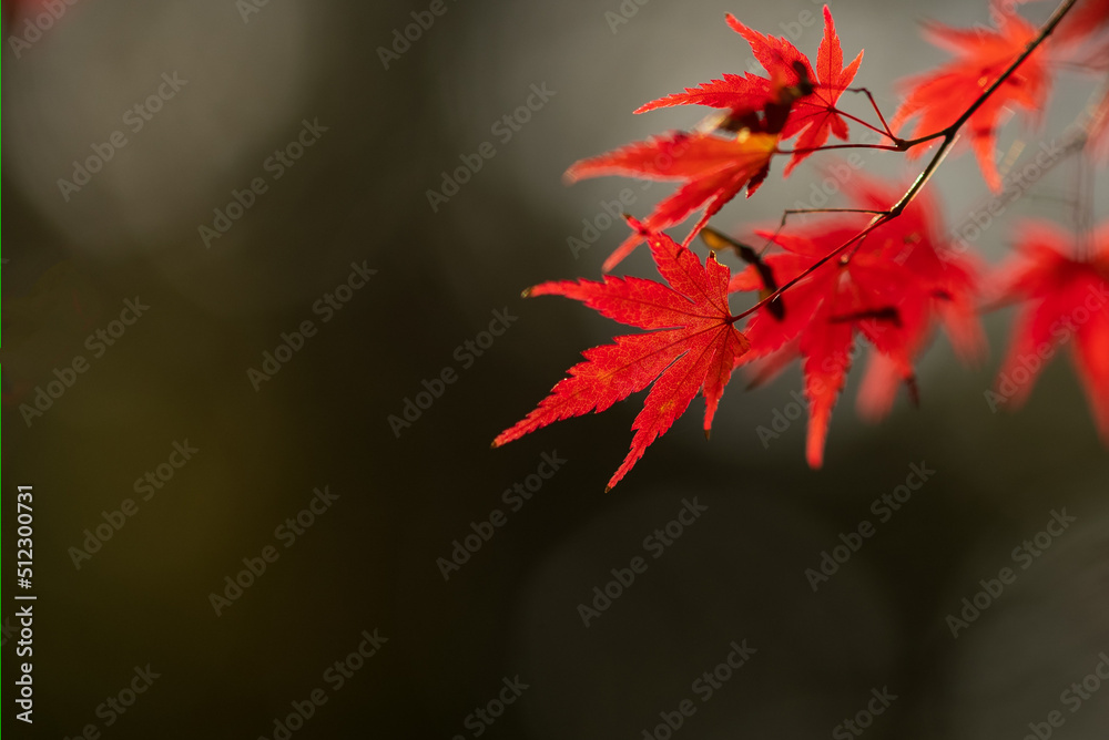 公園の紅葉 公園の紅葉
