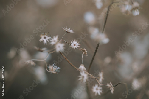 flowers in spring