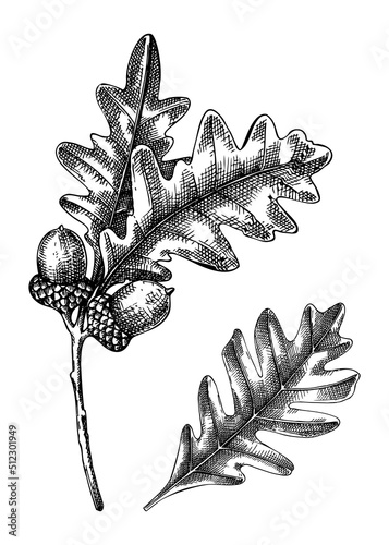 Decorative autumn leaf sketch. Oak tree foliage drawing. Hand drawn botanical element in sketched style. Sketched tree branch with fall leaves and acorns illustrations. For Thanksgiving day design.