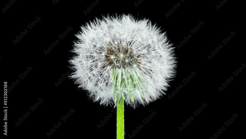 Dandelion Seed Blossom Timelapse on a Black Background. Blossoming White Dandelion. Fluffy Flower Plant Dandelion Seed Blossom Timelapse on a Black Background. Blossoming White Dandelion. Fluffy Flower Plant
