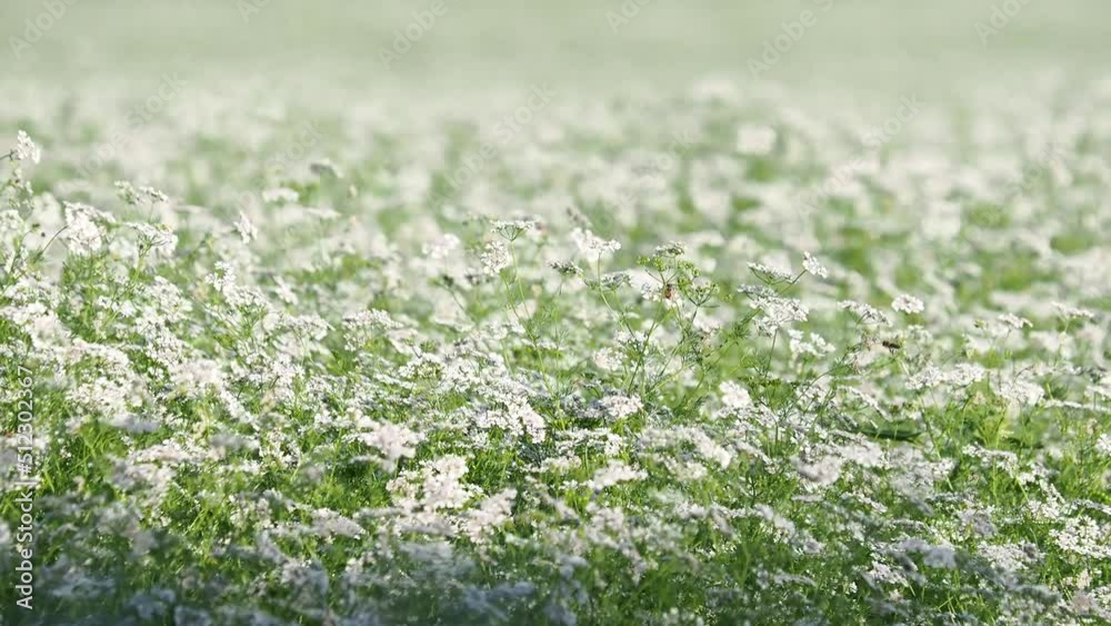 Blooming coriander field with white flowers and bees collecting pollen Blooming coriander field with white flowers and bees collecting pollen