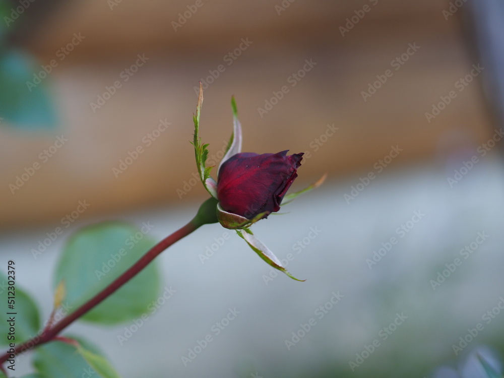 Fototapeta premium red rose bud