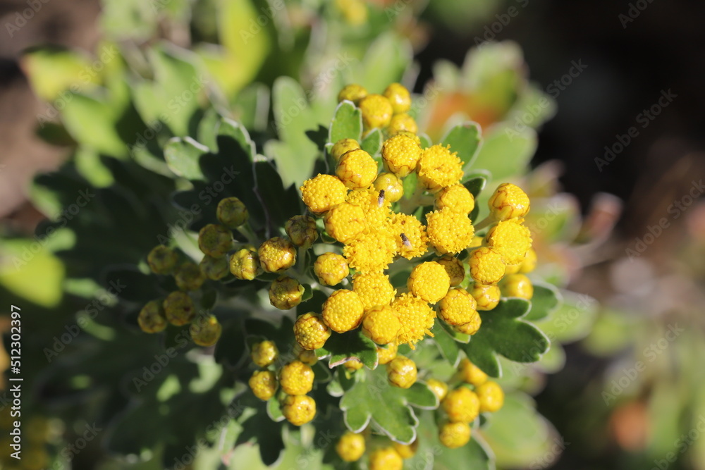 日本の秋の庭に咲く黄色いイソギクの花 日本の秋の庭に咲く黄色いイソギクの花