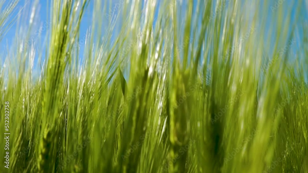 Close up shot of fresh green wheat grain crop on a bright sunny day. Clear blue sky in the background. Close up shot of fresh green wheat grain crop on a bright sunny day. Clear blue sky in the background.