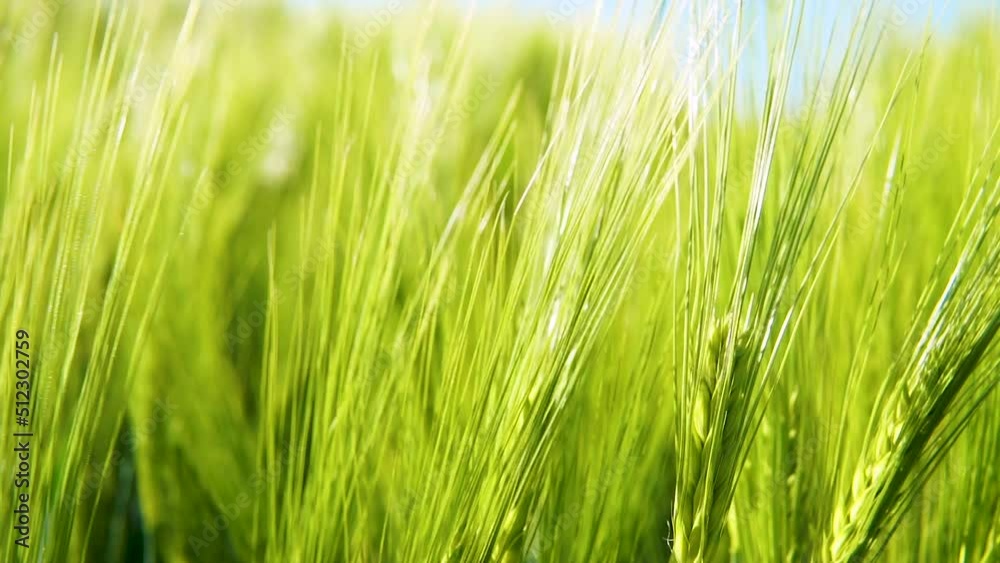 Close up shot of spikelets of young green wheat at daytime. Young green wheat in the field. Blurred wheat spike field. Close up shot of spikelets of young green wheat at daytime. Young green wheat in the field. Blurred wheat spike field.