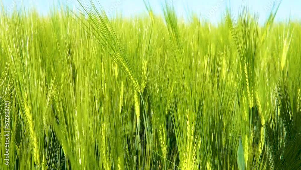 Close up shot of young green wheat field on spring summer field on a bright sunny day. Ripening of crops of green wheat field. Close up shot of young green wheat field on spring summer field on a bright sunny day. Ripening of crops of green wheat field.