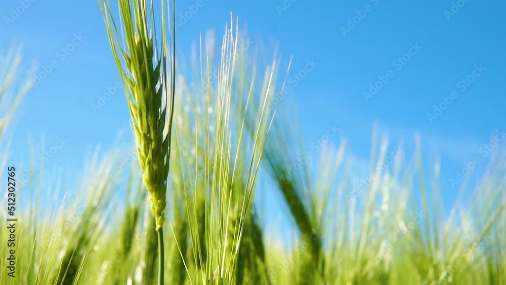 Close up shot of spikelets of young green wheat on a bright sunny day. Young green wheat with blue sky in the background. Close up shot of spikelets of young green wheat on a bright sunny day. Young green wheat with blue sky in the background.