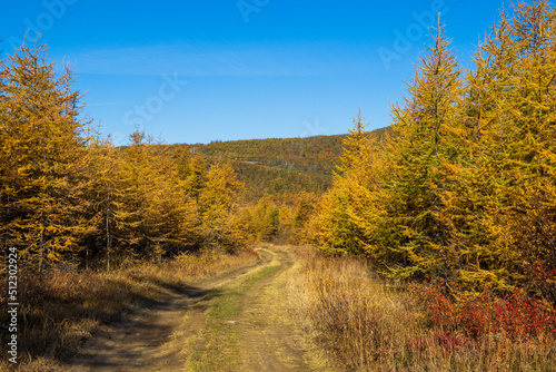 Dirt road among in the autumn forest. Yellow autumn larches. Travel in nature. Magadan region, Siberia, Russia.