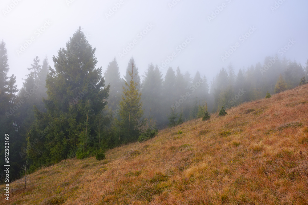 countryside landscape on a misty morning in autumn. mysterious nature scenery with fir forest and hill in weathered grass beneath an overcast sky