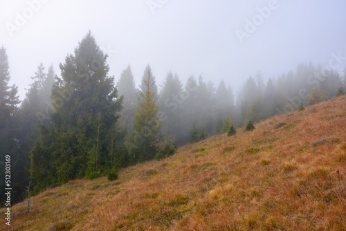 Wallpaper Mural countryside landscape on a misty morning in autumn. mysterious nature scenery with fir forest and hill in weathered grass beneath an overcast sky Torontodigital.ca