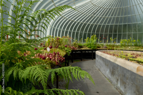 Tropical plants including pitcher plants and ferns, growing inside the Palm House and Main Range of glasshouses in the Glasgow Botanic Gardens, Scotland UK.