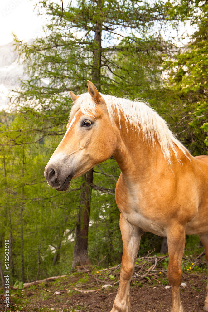 Braunes Pferd im Wald. Pferd in Berglandschaft. Brown horse in the forest. Horse in a mountain landscape.