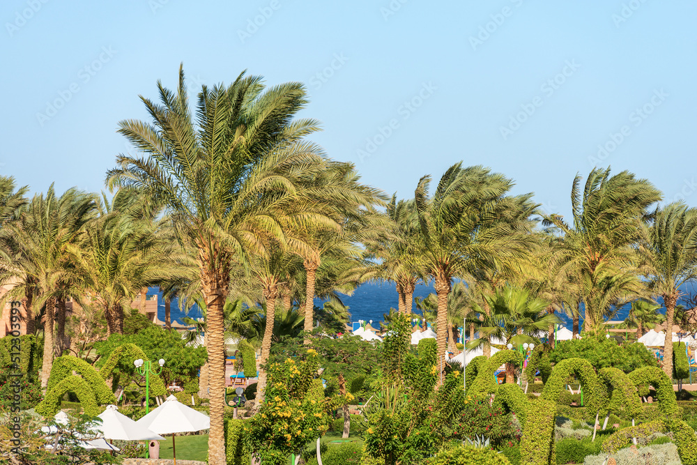 Coast of Red Sea near Marsa Alam with many green palm trees, tourist resort in Egypt, Sahara desert, north Africa.