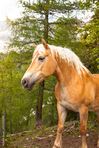 Braunes Pferd im Wald. Pferd in Berglandschaft. Brown horse in the forest. Horse in a mountain landscape.