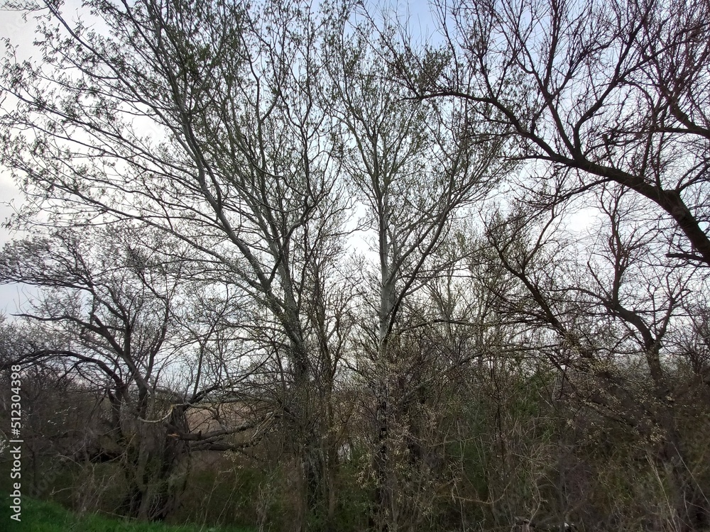 flowers, nature, sky, landscape, season