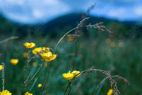 wild flowers on the background of the mountains
