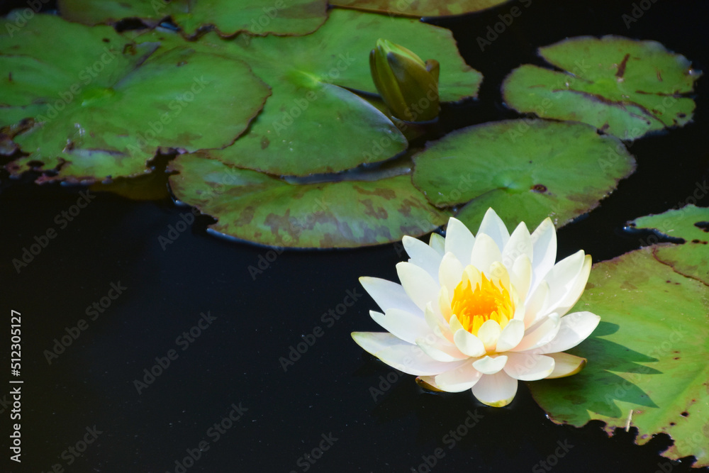 睡蓮の白い花と丸い葉