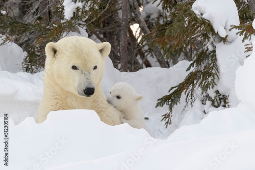 Polar bear mother (Ursus maritimus) with new born cub at den, playing together, Wapusk National Park, Manitoba, Canada. photo