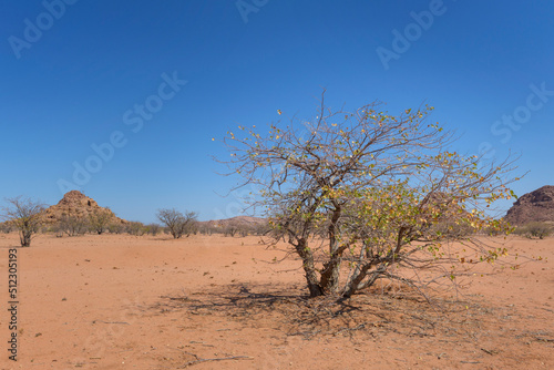 Vegetation in desert landscape, Damaraland, Namibia.