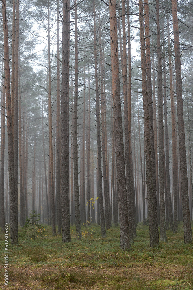 Fototapeta premium Walk in a beautiful forest