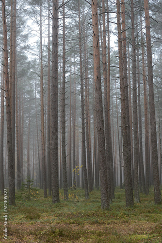 Fototapeta Naklejka Na Ścianę i Meble -  Walk in a beautiful forest