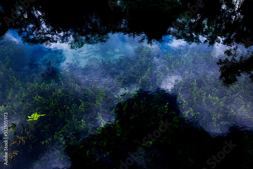 Hydrilla in the dark water photo