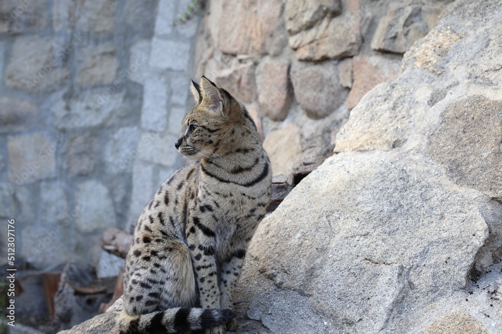 Savannah cat with stunning spots outdoors Savannah cat with stunning spots outdoors