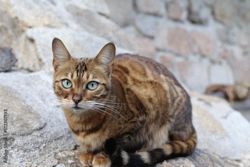 Bengal cat with stunning rossetes sitting outdoors Bengal cat with stunning rossetes sitting outdoors