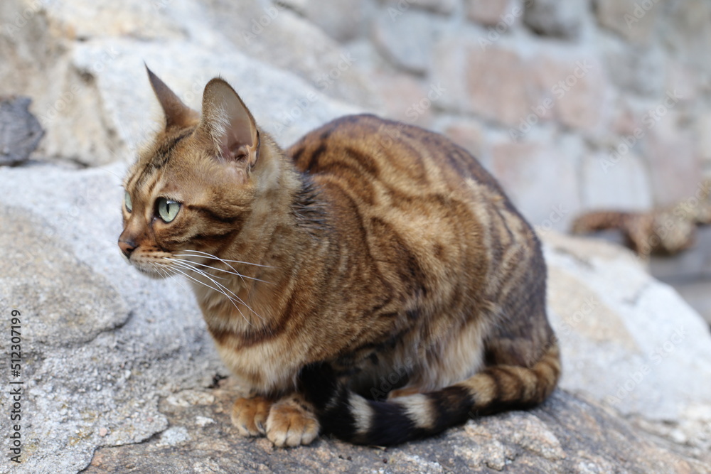 Bengal cat with stunning rossetes sitting outdoors Bengal cat with stunning rossetes sitting outdoors