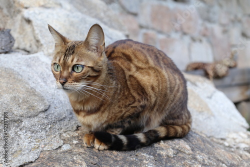 Bengal cat with stunning rossetes sitting outdoors photo