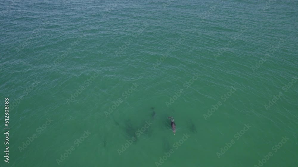 View From Above Of Calm Blue Sea With Common Bottlenose Dolphins Swimming. Tursiops Truncatus In Cook Island, NSW, Australia. aerial drone View From Above Of Calm Blue Sea With Common Bottlenose Dolphins Swimming. Tursiops Truncatus In Cook Island, NSW, Australia. aerial drone