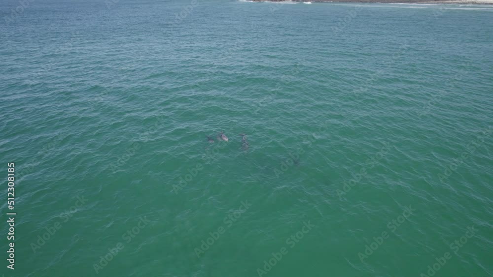 Tursiops Truncatus Swimming In The Sea In Summer. Common Bottlenose Dolphins In Fingal Bay, Australia. aerial drone Tursiops Truncatus Swimming In The Sea In Summer. Common Bottlenose Dolphins In Fingal Bay, Australia. aerial drone