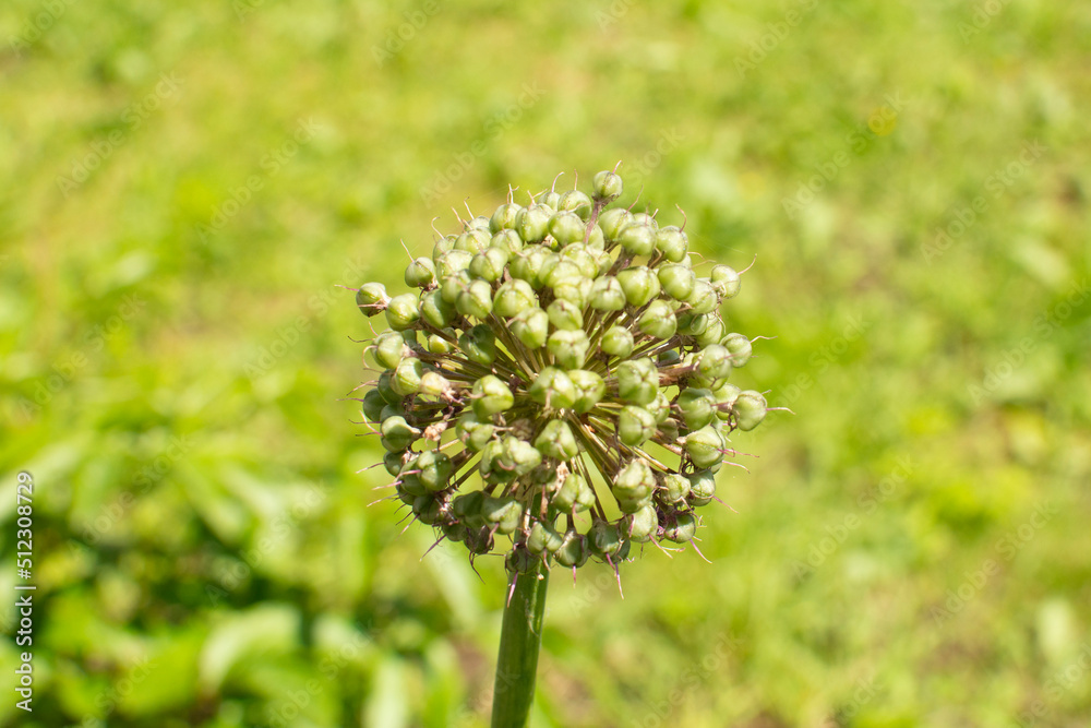 blooming onion flower head in the garden. Agricultural background. Green onions. Spring onions or Sibies. Summertime rural scene. blooming onion flower head in the garden. Agricultural background. Green onions. Spring onions or Sibies. Summertime rural scene.