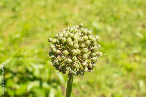 blooming onion flower head in the garden. Agricultural background. Green onions. Spring onions or Sibies. Summertime rural scene.