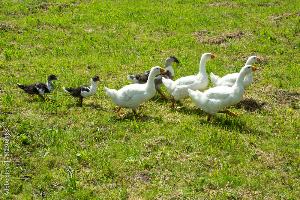 A lot of young geese on a pasture in summer